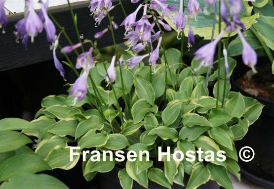 Hosta Kinbotan